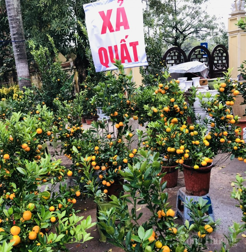 Thị trường hoa Tết: Người mua thì ít, người ngắm thì nhiều Thị trường hoa Tết: Người mua thì ít, người ngắm thì nhiều