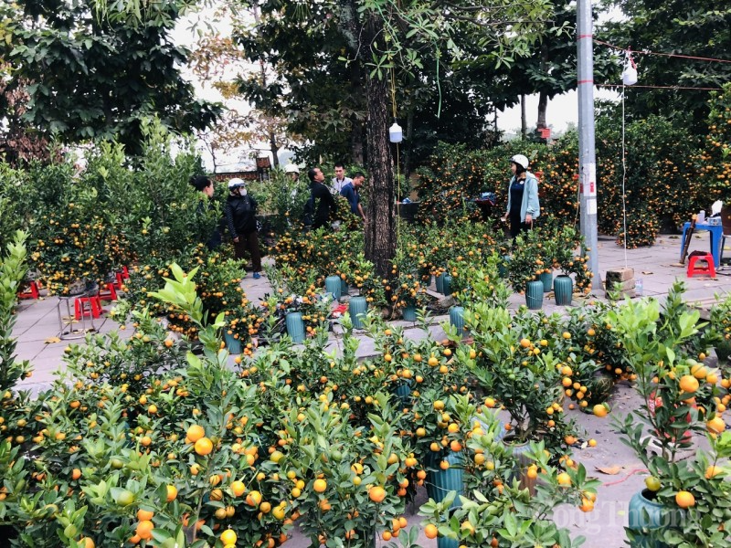 Thị trường hoa Tết: Người mua thì ít, người ngắm thì nhiều Thị trường hoa Tết: Người mua thì ít, người ngắm thì nhiều