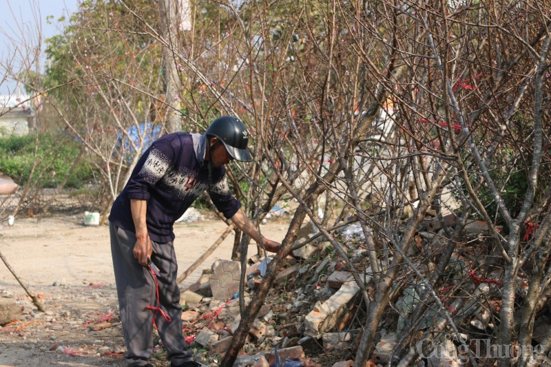 Điện Biên: La liệt đào rừng không có người mua