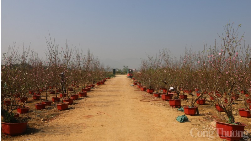 Điện Biên: La liệt đào rừng không có người mua