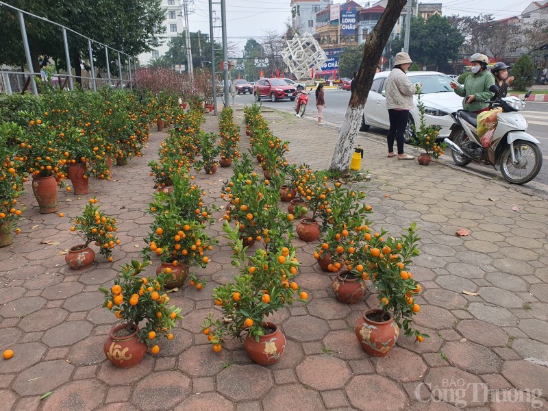 Hòa Bình: Hoa cây cảnh ngày 29 Tết, giá rẻ, mua nhanh bán nhanh