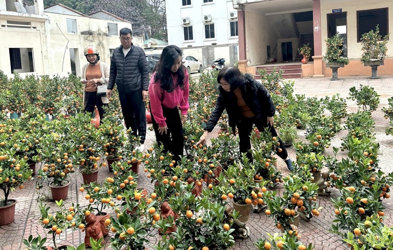 Hòa Bình: Hoa cây cảnh ngày 29 Tết, giá rẻ, mua nhanh bán nhanh