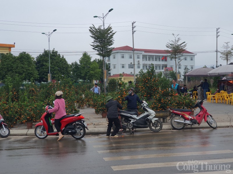 Hòa Bình: Hoa cây cảnh ngày 29 Tết, giá rẻ, mua nhanh bán nhanh