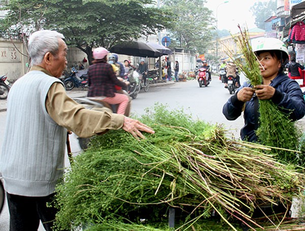 Những bó mùi già theo các bà, các cô đi khắp các phiên chợ ngày Tết. 