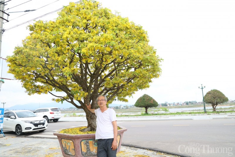 Chiêm ngưỡng 2 "cụ mai" trăm tuổi trên đất võ Bình Định