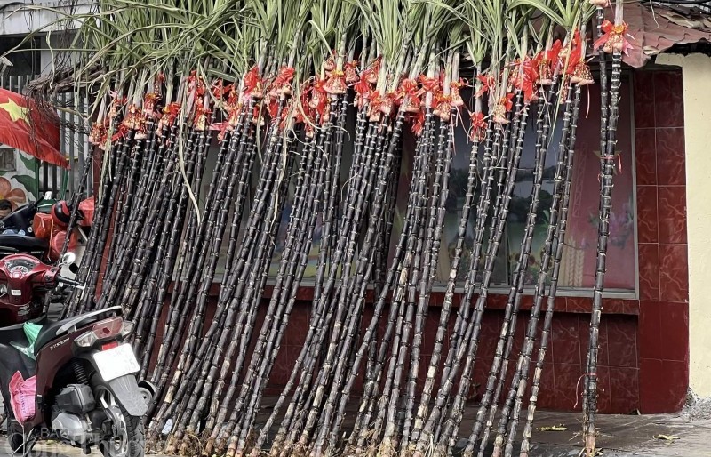 Những cây "mía lộc" đổ bộ xuống phố chờ đón giao thừa