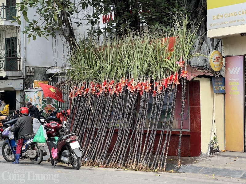 Những cây mía lộc “đổ bộ” xuống phố chờ đón giao thừa