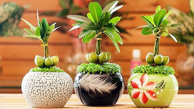 Cây tài lộc theo quan niệm dân gian cũng sẽ giúp gia chủ thu hút may mắn vào nhà.