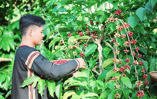 Nâng tầm thương hiệu cà phê Tây Nguyên