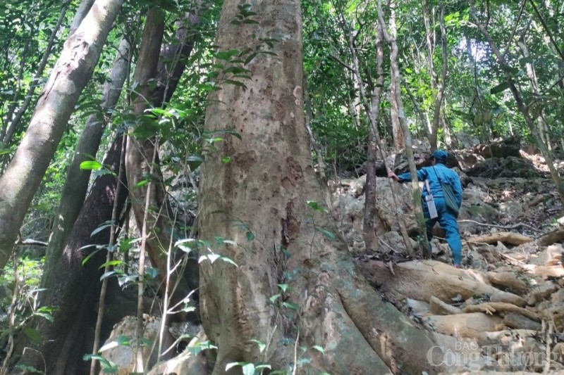 Hòa Bình: Những người canh rừng xuyên Tết giữa đại ngàn Tây Bắc