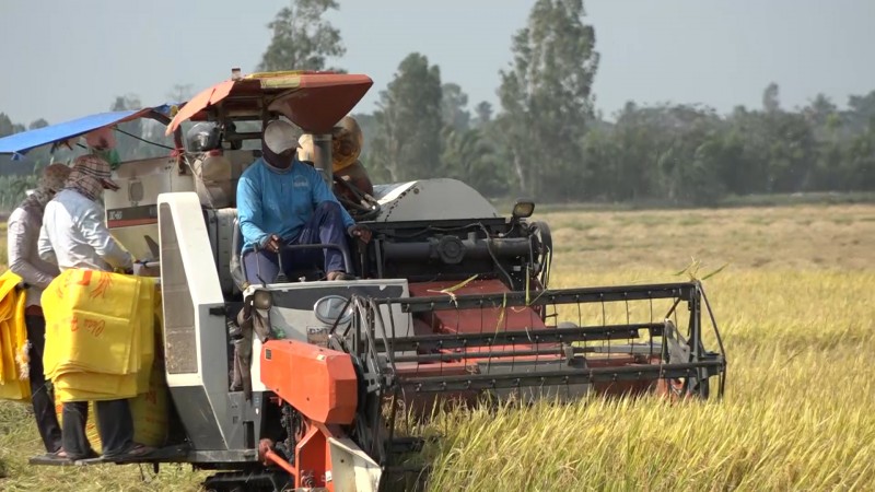 Giá lúa gạo hôm nay ngày 18/3: Thị trường giao dịch sôi động trong phiên đầu tuần