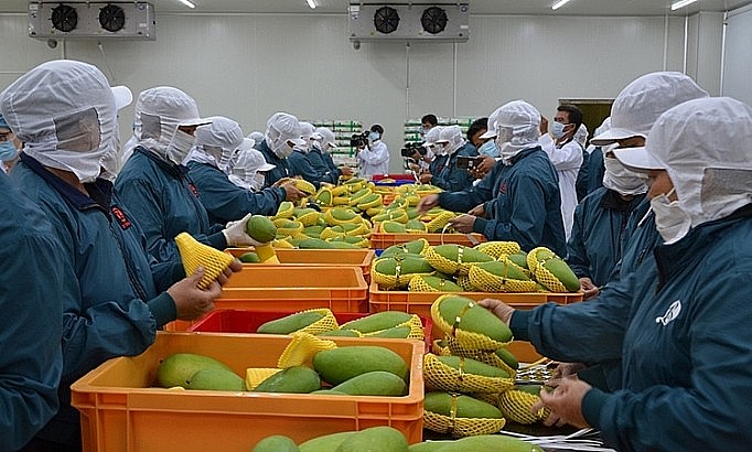 Quý I/2025, xoài Việt Nam hiện chiếm tới 97% thị phần xoài nhập khẩu vào Trung Quốc