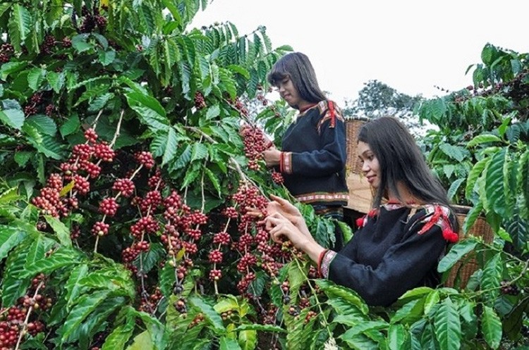 Giá cà phê Robusta quay đầu giảm 2% sau 2 phiên tăng nhẹ