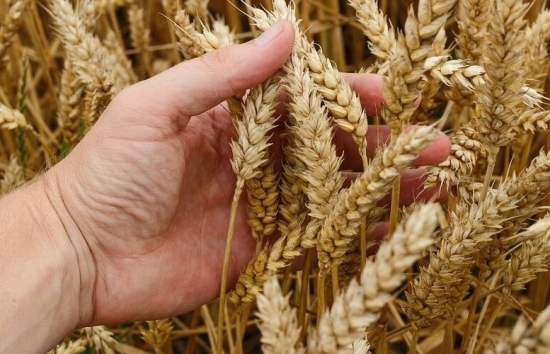 Giá đồng COMEX nối dài đà giảm, giá lúa mì chìm trong sắc đỏ