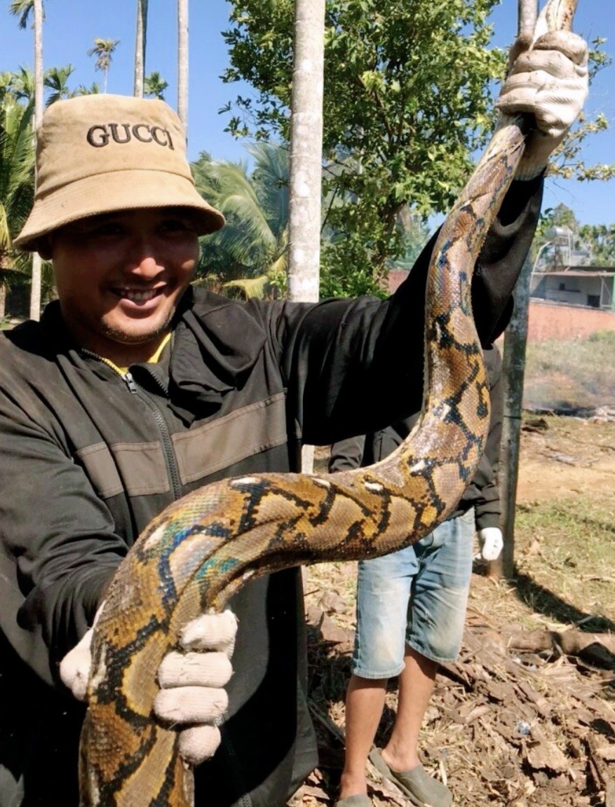 Đắk Lắk: Phát hiện trăn gấm khổng lồ và ổ trứng trong vườn nhà ở huyện Cư M'gar