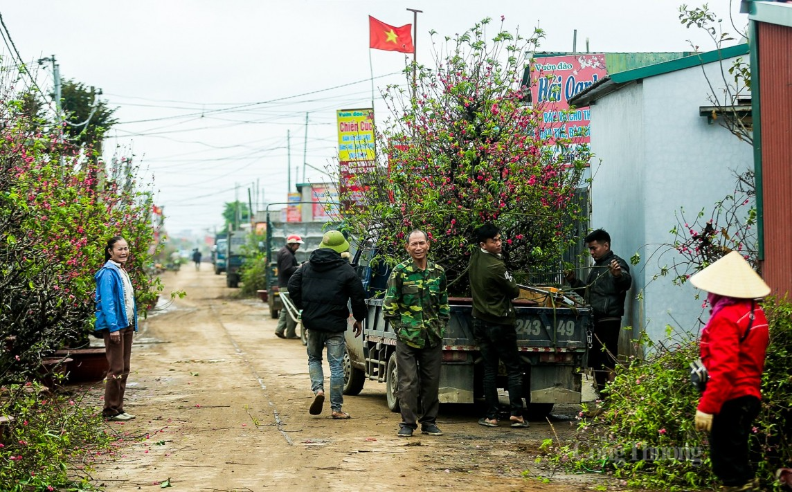 Sau Tết Nguyên đán, làng Nhật Tân tất bật ‘hồi sinh’ đào