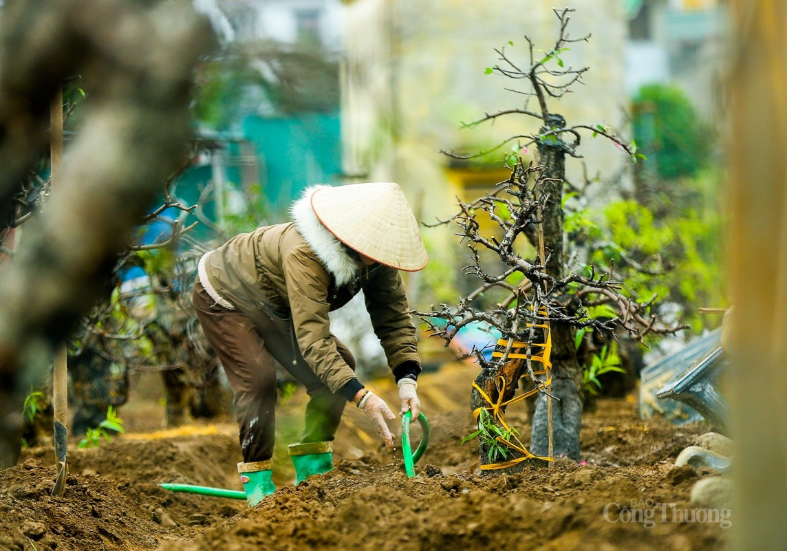 Sau Tết Nguyên đán, làng Nhật Tân tất bật ‘hồi sinh’ đào