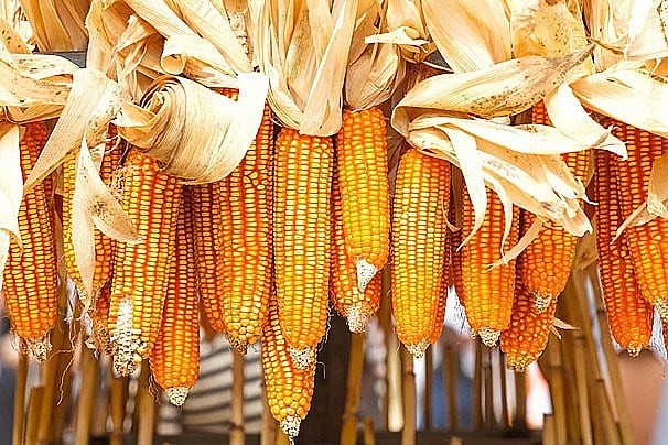 Thị trường ngô mở cửa sáng nay với diễn biến hết sức giằng co. 