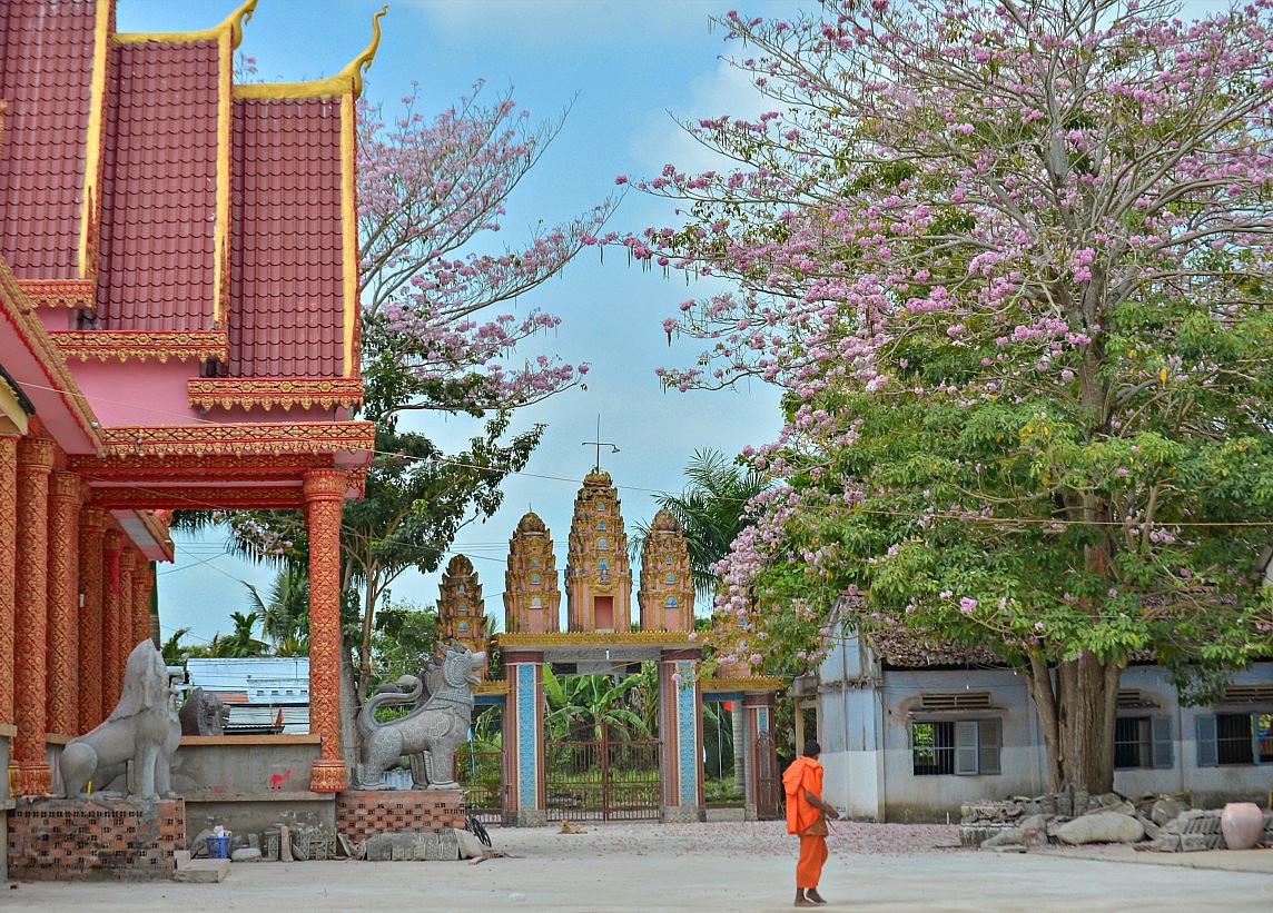 Sóc Trăng: Chiêm ngưỡng vẻ đẹp rực rỡ của vườn hoa kèn hồng số một Việt Nam Sóc Trăng: Chiêm ngưỡng vẻ đẹp rực rỡ của vườn hoa kèn hồng số một Việt Nam