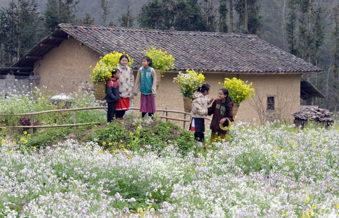 Choáng ngợp, ngất ngây mùa hoa cải Tây Bắc dịp đầu xuân