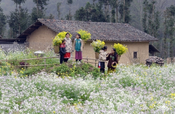 hoa cải