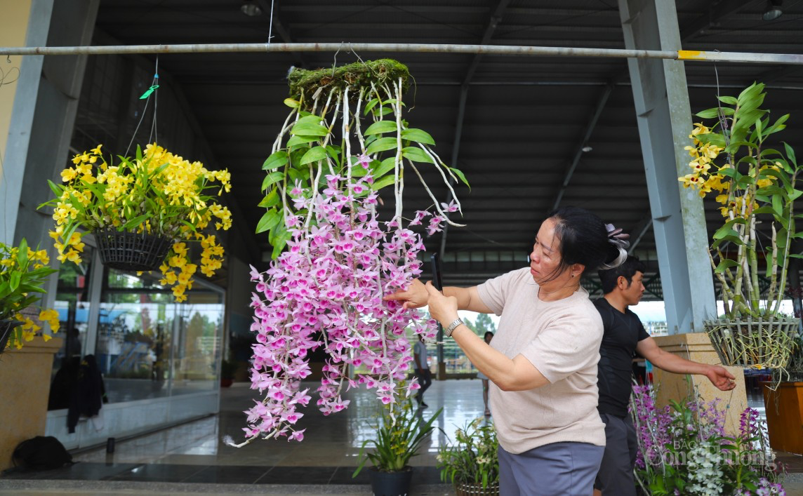 Lâm Đồng: Hơn 1000 tác phẩm tham dự Hội thi hoa lan lần thứ I năm 2024