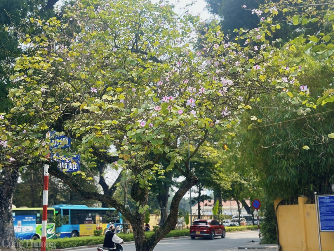 Đẹp ngỡ ngàng sắc hoa ban Tây Bắc giữa lòng Hà Nội