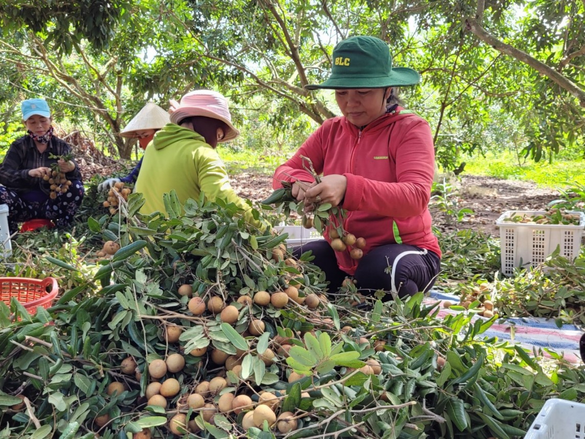 Bà Rịa – Vũng Tàu: Đẩy mạnh phát triển kinh tế tập thể, hợp tác xã