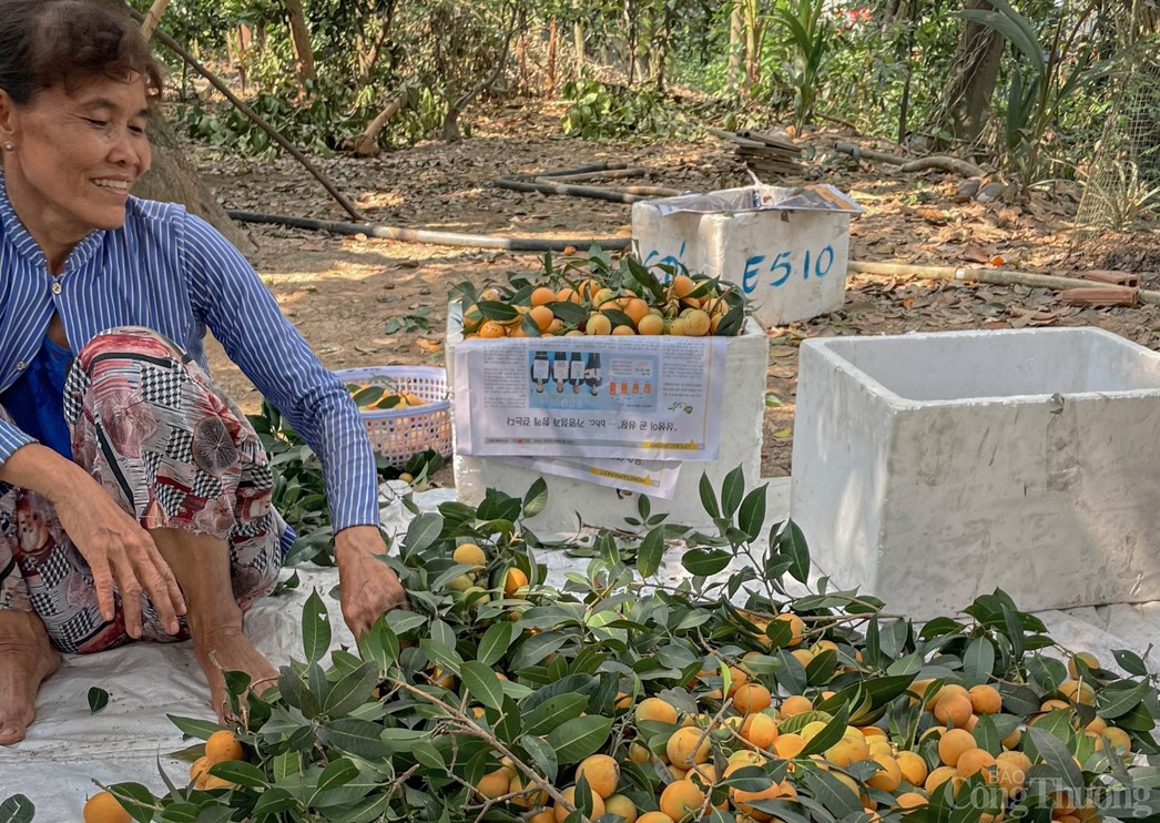 Vĩnh Long: Óng ánh sắc thanh trà đầu vụ - trái cây đặc sản miền Tây Vĩnh Long: Óng ánh sắc thanh trà đầu vụ - trái cây đặc sản miền Tây