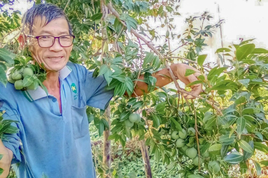 Vĩnh Long: Óng ánh sắc thanh trà đầu vụ - trái cây đặc sản miền Tây Vĩnh Long: Óng ánh sắc thanh trà đầu vụ - trái cây đặc sản miền Tây