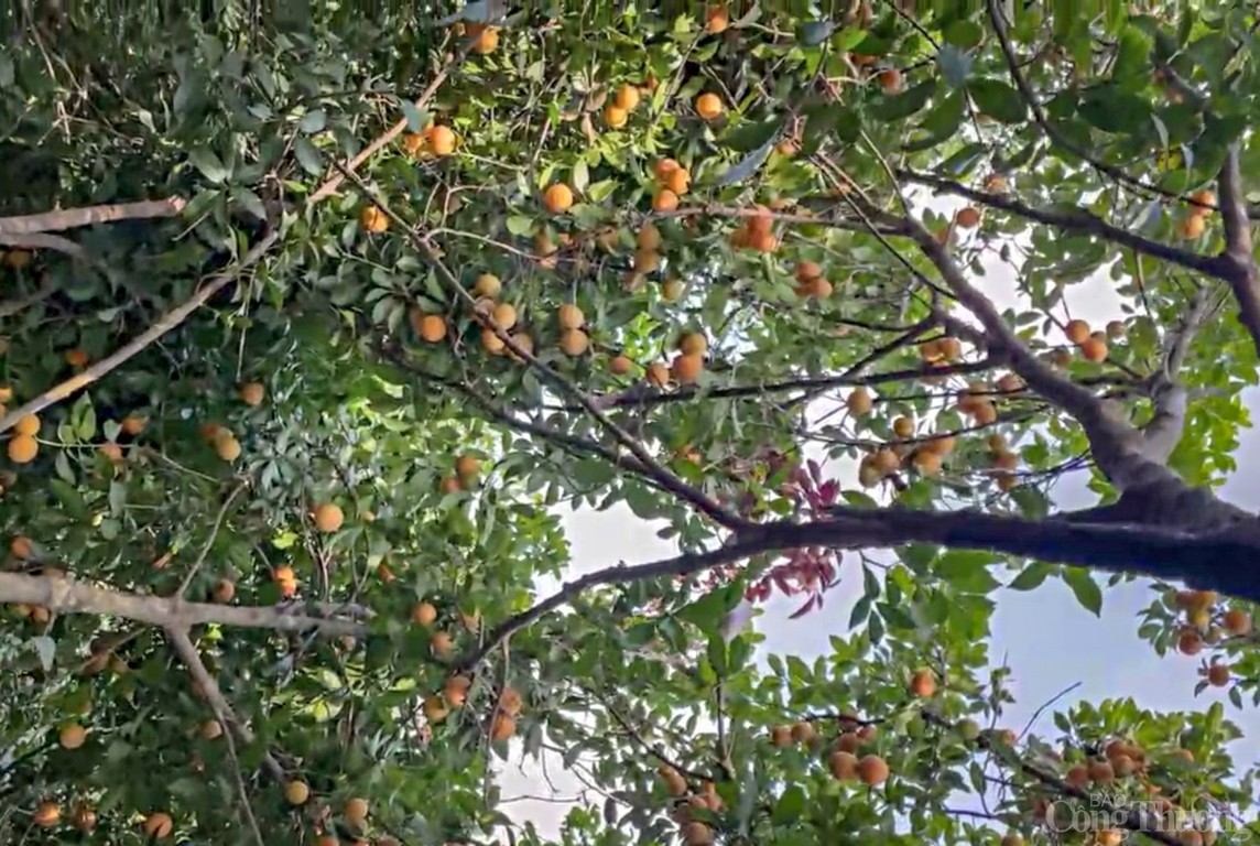 Vĩnh Long: Óng ánh sắc thanh trà đầu vụ - trái cây đặc sản miền Tây Vĩnh Long: Óng ánh sắc thanh trà đầu vụ - trái cây đặc sản miền Tây