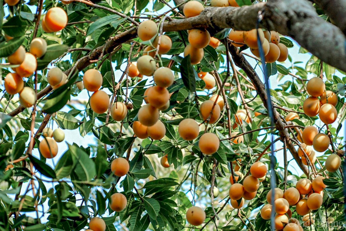 Vĩnh Long: Óng ánh sắc thanh trà đầu vụ - trái cây đặc sản miền Tây Vĩnh Long: Óng ánh sắc thanh trà đầu vụ - trái cây đặc sản miền Tây