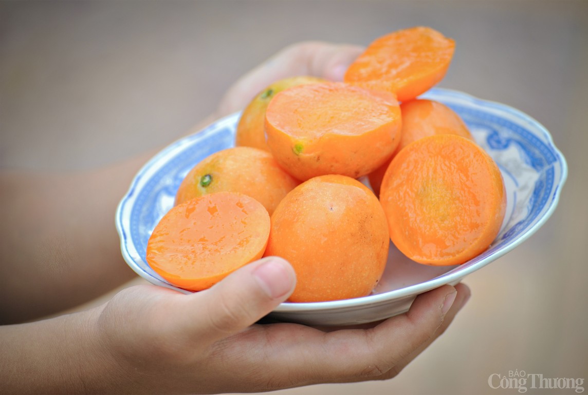 Vĩnh Long: Óng ánh sắc thanh trà đầu vụ - trái cây đặc sản miền Tây Vĩnh Long: Óng ánh sắc thanh trà đầu vụ - trái cây đặc sản miền Tây