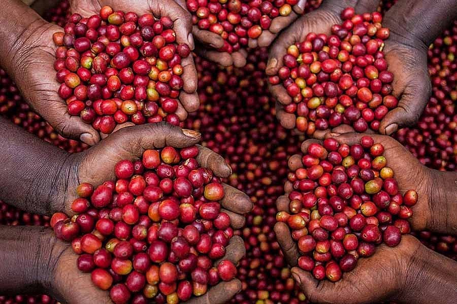 Giá Robusta có thể có nhịp điều chỉnh kỳ thuật về 3.225 USD/tấn trong phiên hôm nay nhưng xu hướng chính vẫn tăng do tín hiệu kém khả quan về nguồn cung