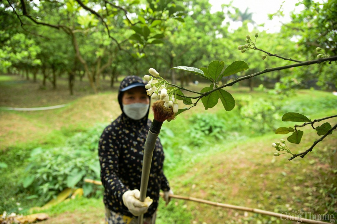 Cận cảnh nông dân làm bưởi Diễn 