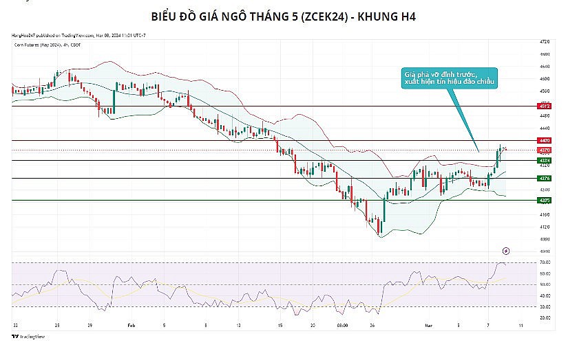 Giá ngô có thể giảm trở lại trong phiên hôm nay