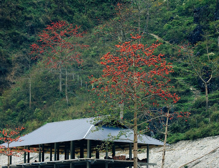 Hà Giang: Bức tranh xuân trên cao nguyên đá