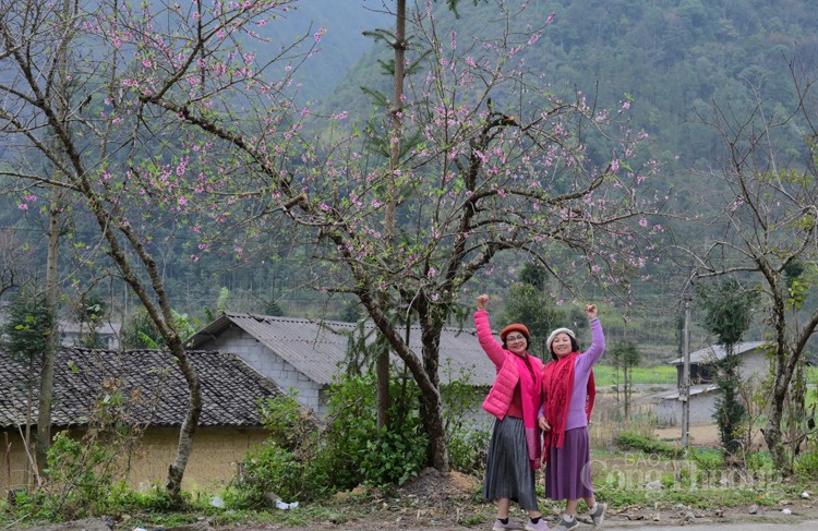 Hà Giang: Bức tranh xuân trên cao nguyên đá