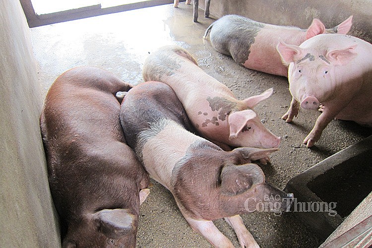 Giá heo hơi hôm nay ngày 24/3/2024: Cao nhất 61.000 đồng/kg