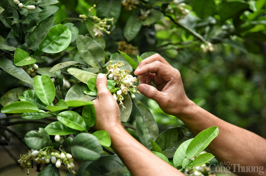 Cận cảnh nông dân làm bưởi Diễn 