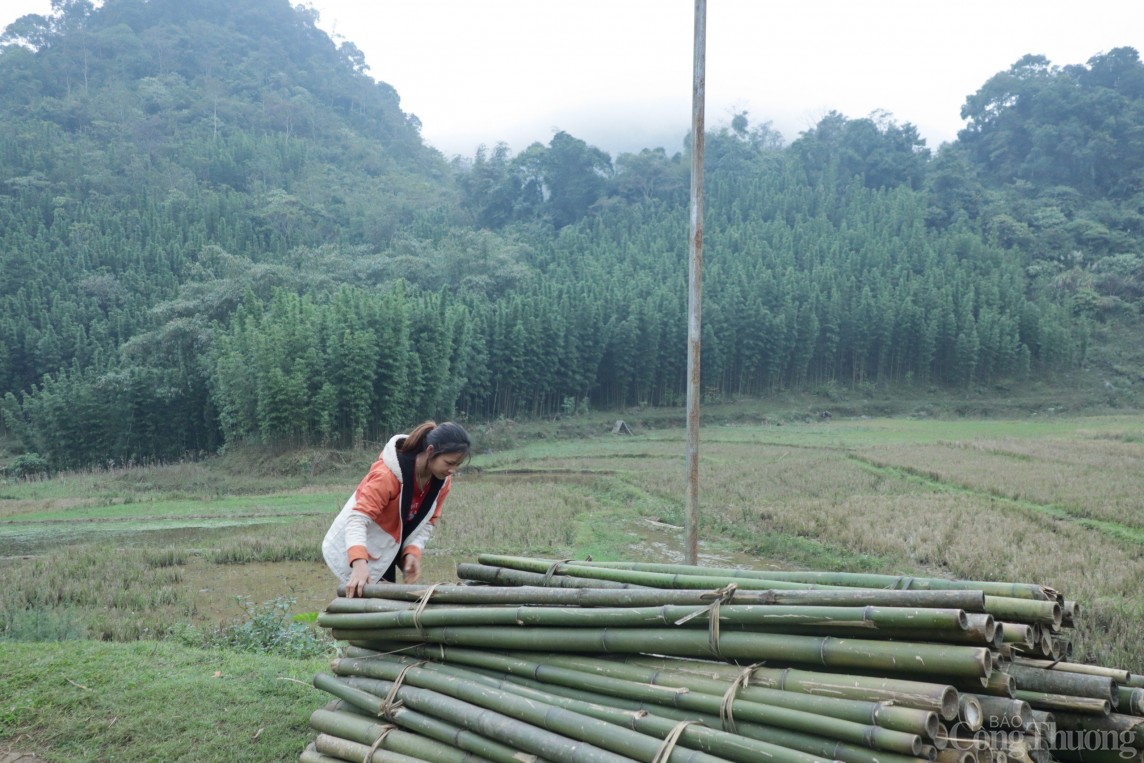 Hòa Bình: Cây thoát nghèo ở xã đặc biệt khó khăn Ngổ Luông