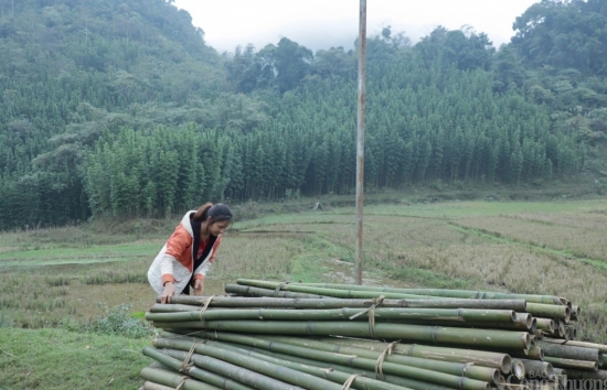 Hòa Bình: Cây thoát nghèo ở xã đặc biệt khó khăn Ngổ Luông