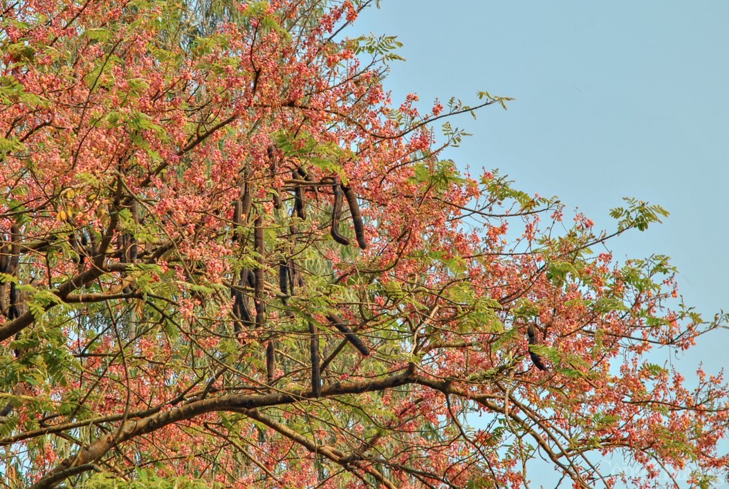 Say đắm mùa hoa ô môi ở miền Tây Nam Bộ