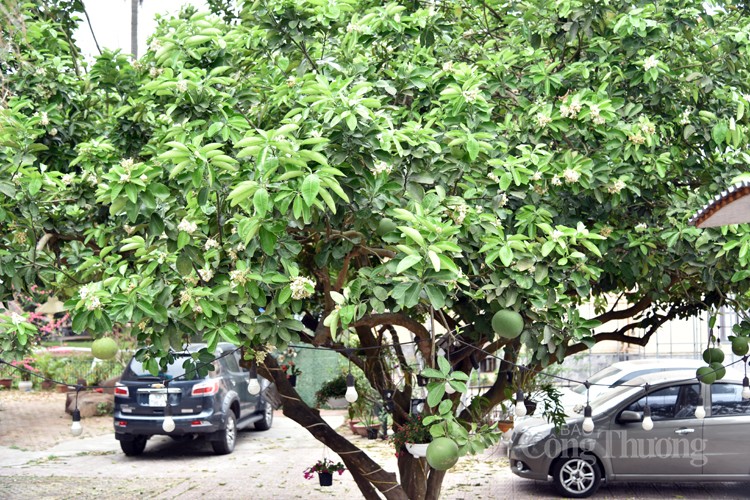 Chiêm ngưỡng sắc màu Xuân Hà Nội Chiêm ngưỡng sắc màu Xuân Hà Nội