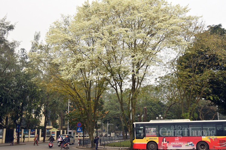 Chiêm ngưỡng sắc màu Xuân Hà Nội