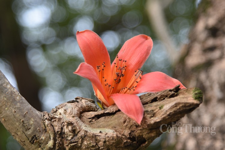 Chiêm ngưỡng sắc màu Xuân Hà Nội