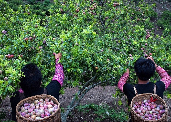 Mận hậu trái mùa giá gần 300 ngàn/kg vẫn không đủ hàng bán