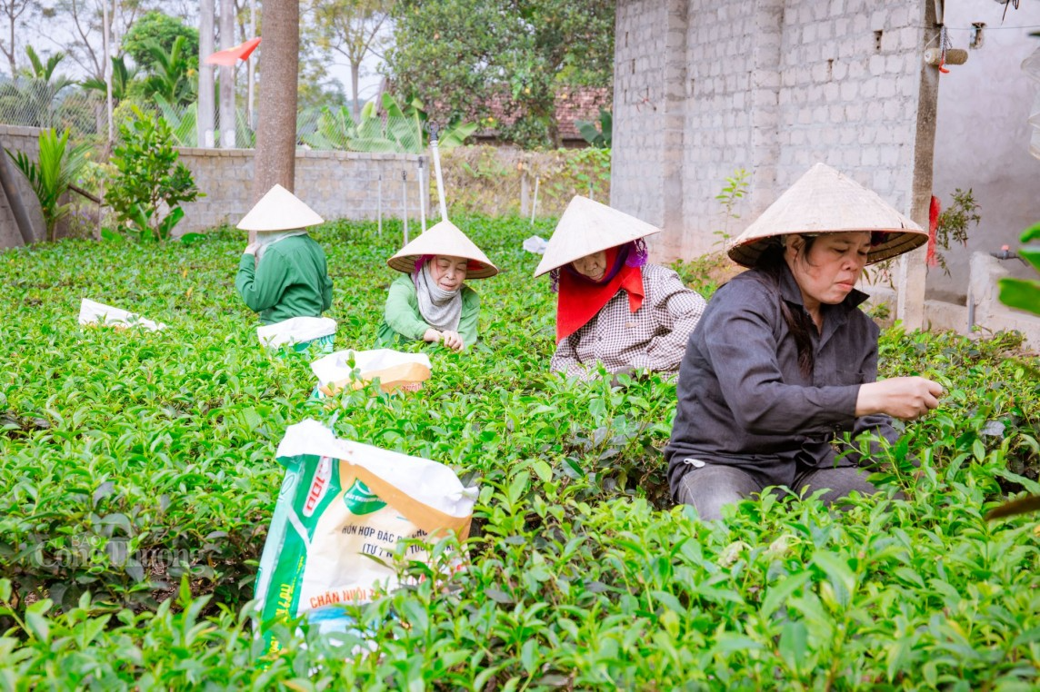 Người dân xã Ba trại tập trung thu hoạch vụ chè xuân