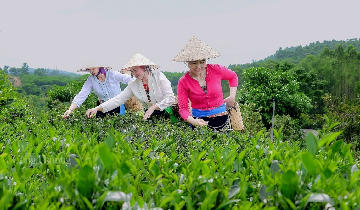 : Cây chè giúp nhiều hộ dân tộc Mường xóa nghèo, vươn lên làm giàu