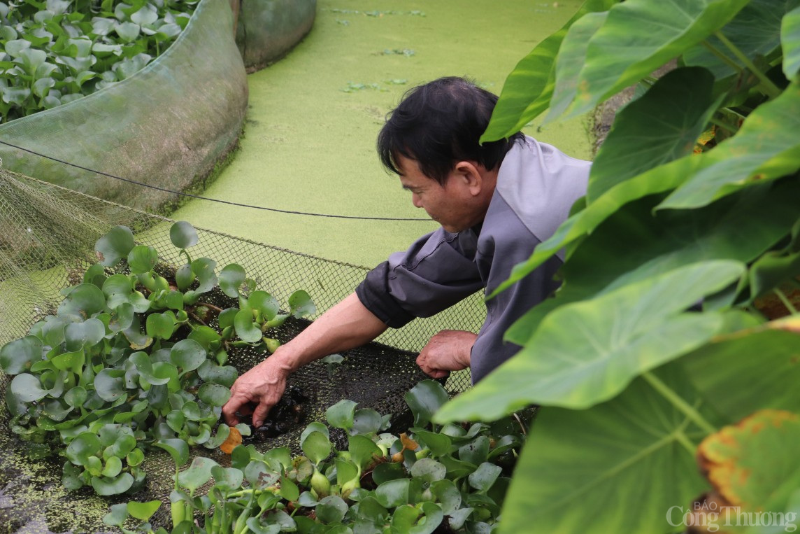 Hải Dương: Đổi đời, thành tỷ phú nhờ mô hình nuôi ốc nhồi thương phẩm